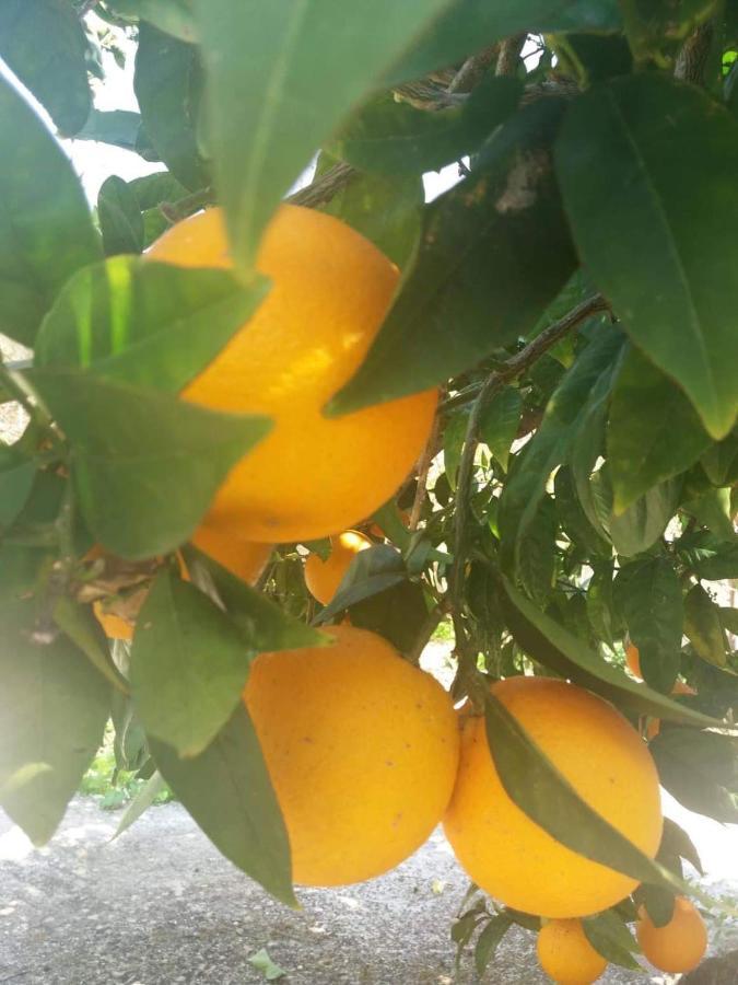 Lemon Tree Cottage Finikounta Ngoại thất bức ảnh